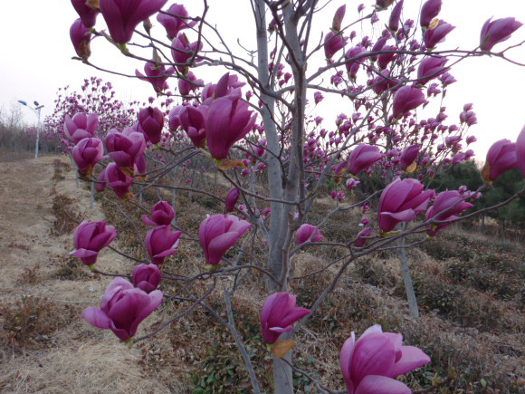 茶樹地里栽培了大量的紅、白、黃玉蘭，吸收二氧化硫，清新空氣，保持茶樹生