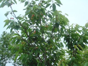 垂涎欲滴櫻桃果